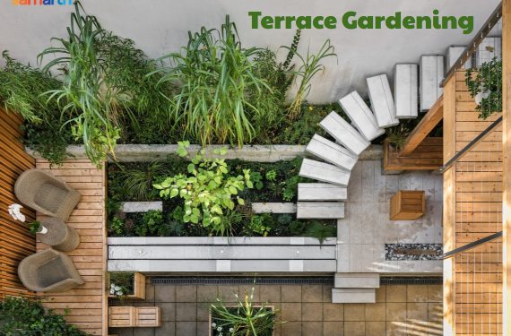 Growing Your Own Veggies – Terrace Gardening