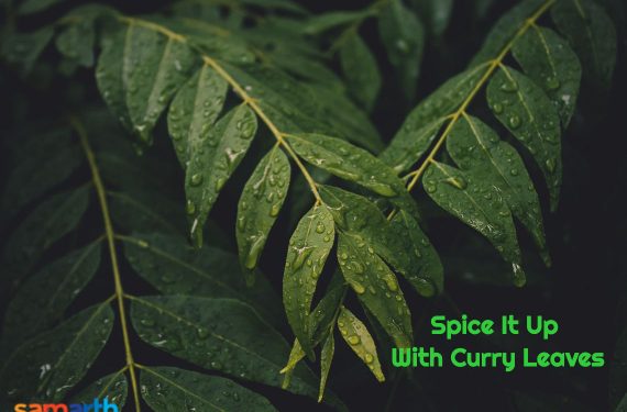 Spice it up with Curry Leaves