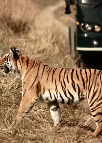 Wildlife Experiences